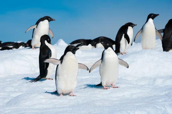 Pingouins dans la mer Antarctique — Photo