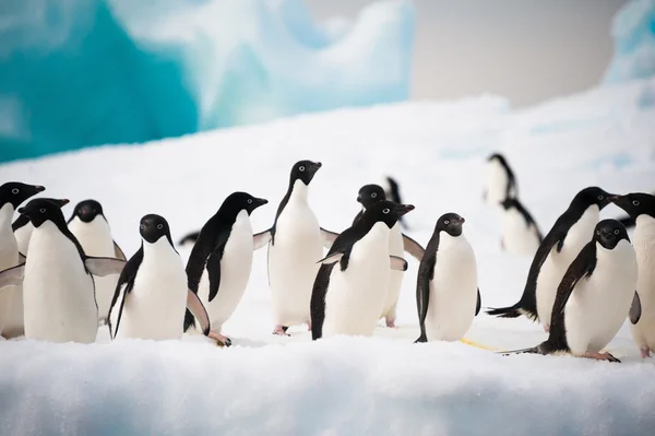 Pingüinos en la nieve — Foto de Stock