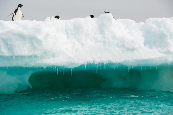 Pingüinos en la nieve Imagen de stock