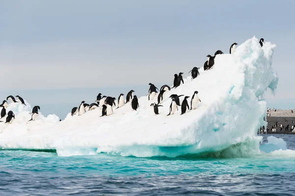 Pinguins na neve Fotografias De Stock Royalty-Free