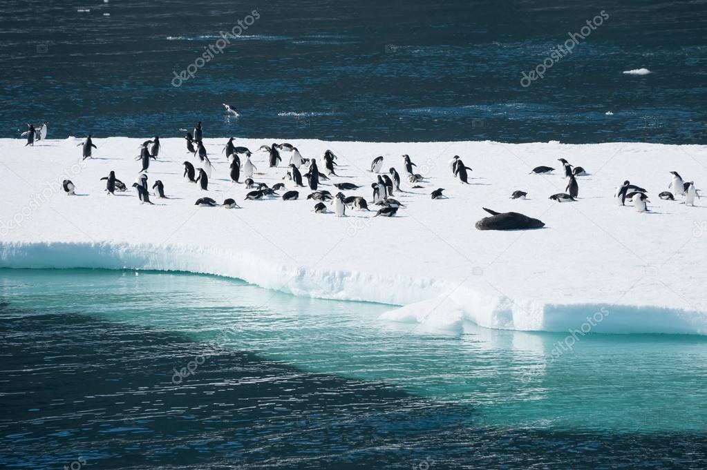 Penguins on the snow