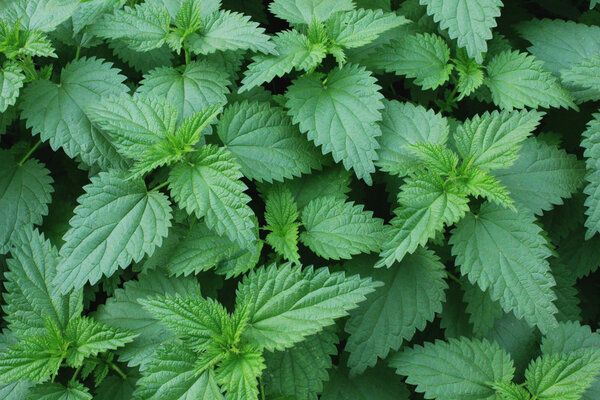 Background from nettle leaves