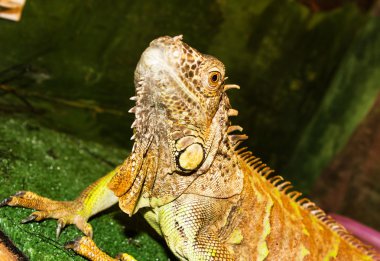 Iguana