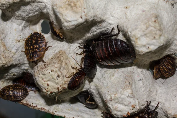 Kakkerlakken — Stockfoto