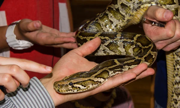 Familiarity with the royal python — Stock Photo, Image