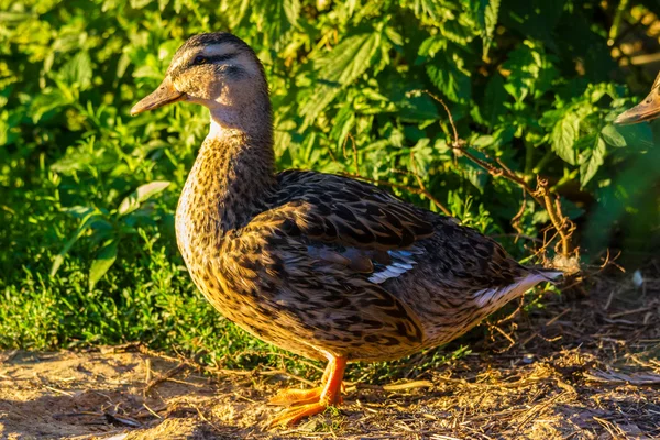 Divoká kachna — Stock fotografie