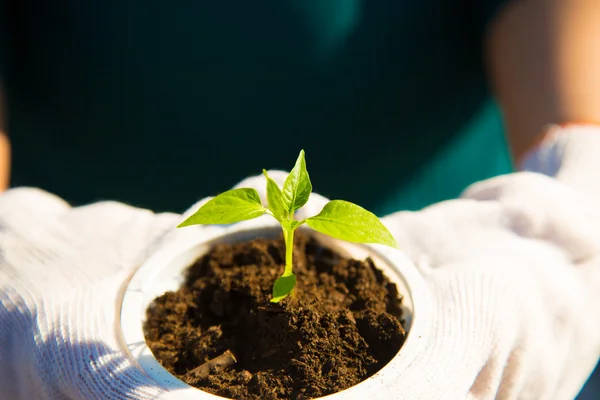 Jonge plant in handen — Stockfoto