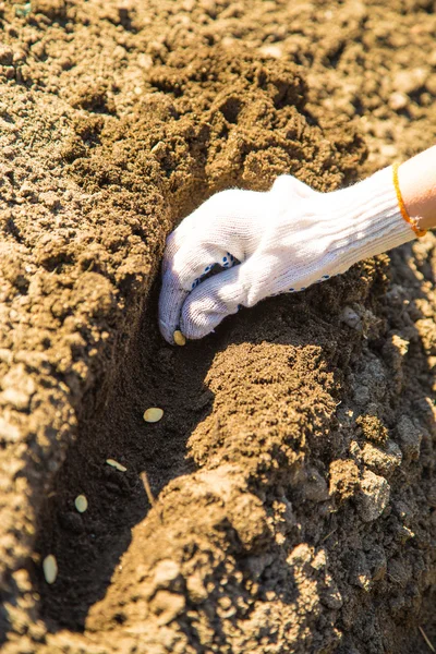 Plantgoed zaden — Stockfoto