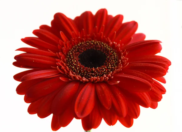 Gerbera bloem — Stockfoto