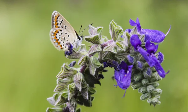 Schmetterling Stockfoto