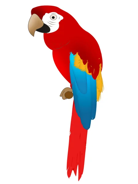 Parrot — Stock Photo, Image