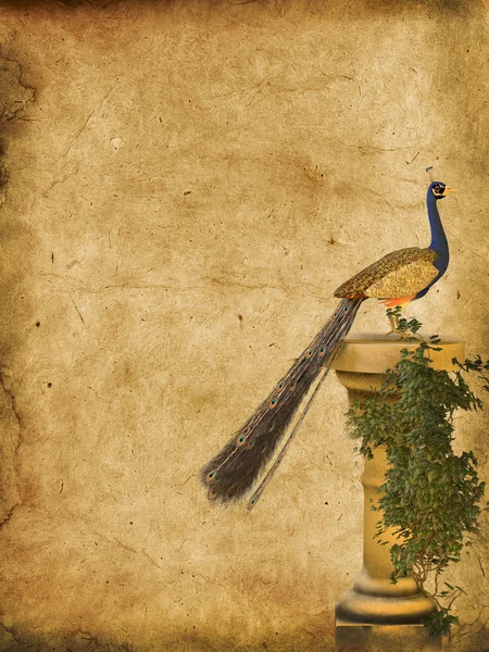 Peacock grunge background — Stock Photo, Image