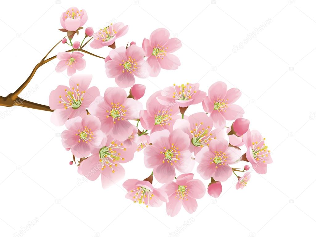Sakura isolated over white