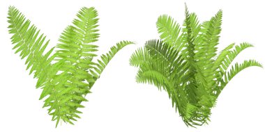 fern, isolated on the white background