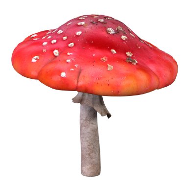 mantar, sinek agaric