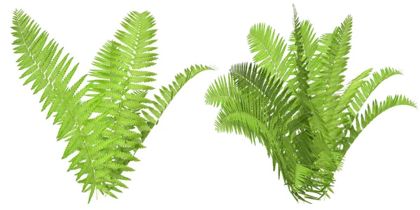 Fern, isolated on the white background — Stock Photo, Image