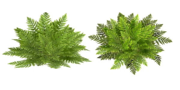 Fern, isolated on the white background — Stok fotoğraf