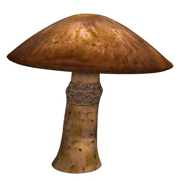 Mushroom — Stock Photo, Image