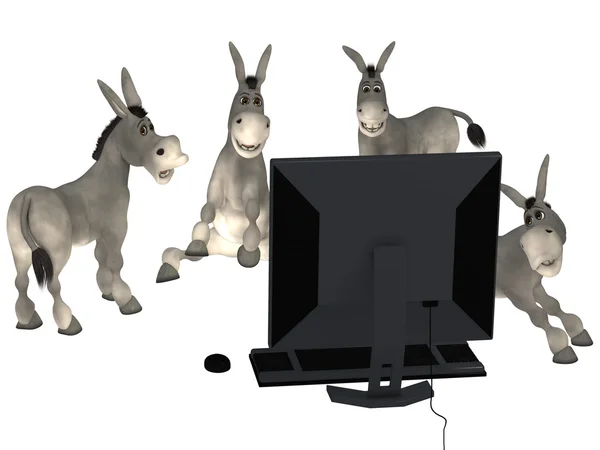 Donkeys, learning computer — Stock Photo, Image