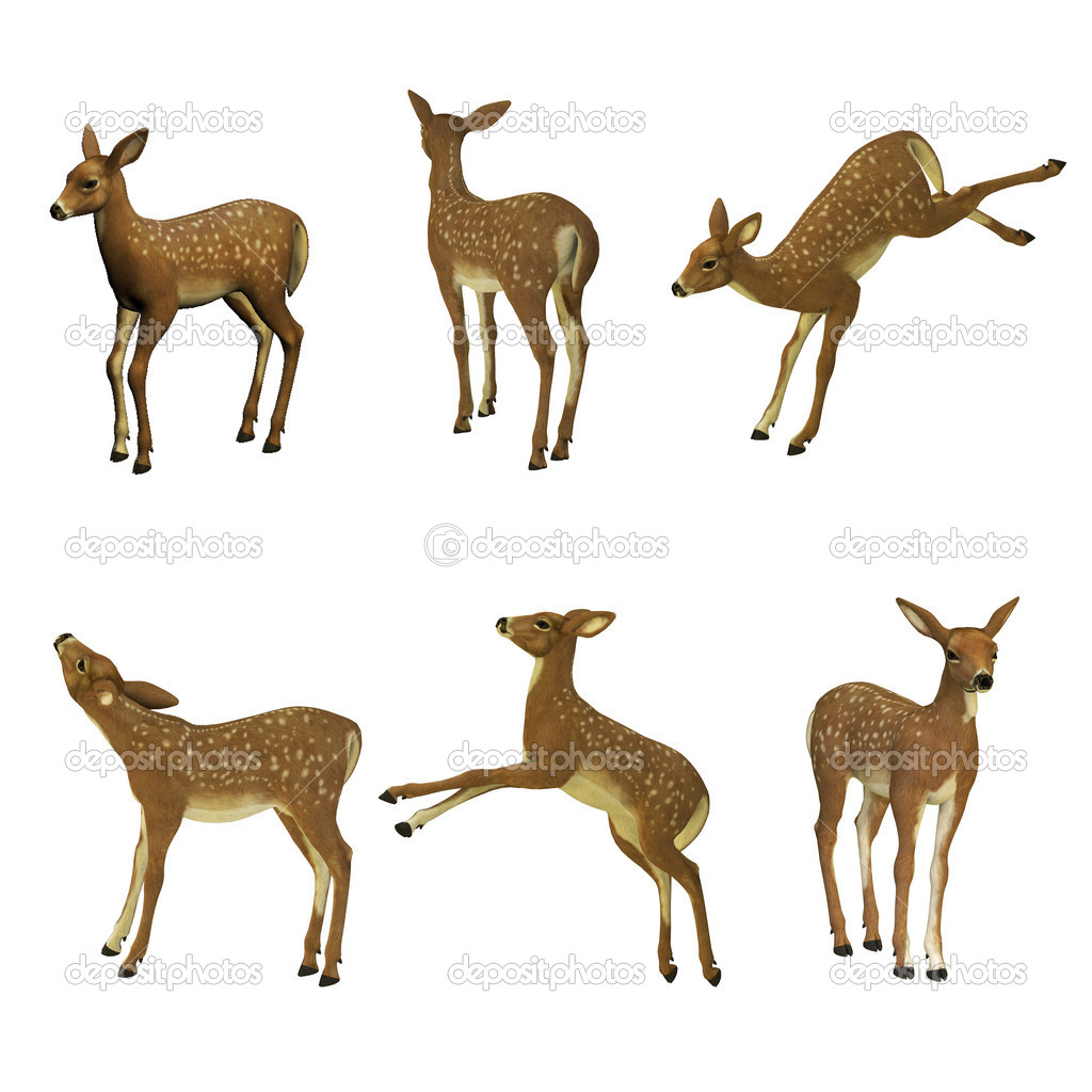 Fawn set, isolated on the white background
