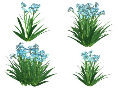 Unutma çiçekler, beyaz zemin üzerine izole