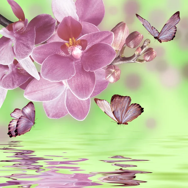 Orkide ve kelebekler çiçek arka plan