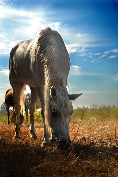 Horse and field close up — Stock Photo, Image