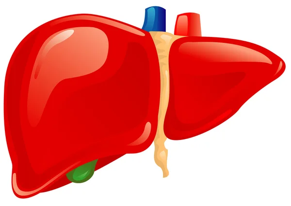 Human liver — Stock Vector