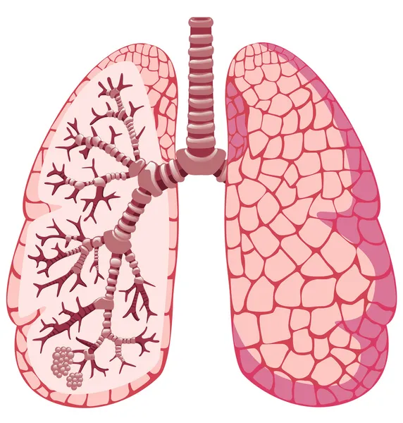 Pulmones humanos — Archivo Imágenes Vectoriales