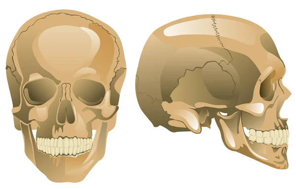 Human skull (a face-to-face kind, a half-face) — Stock Illustration Human skull (a face-to-face kind, a half-face) Royalty Free Stock Vectors