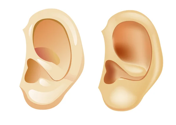 耳朵 (网格和底纹模具版) — 图库矢量图片