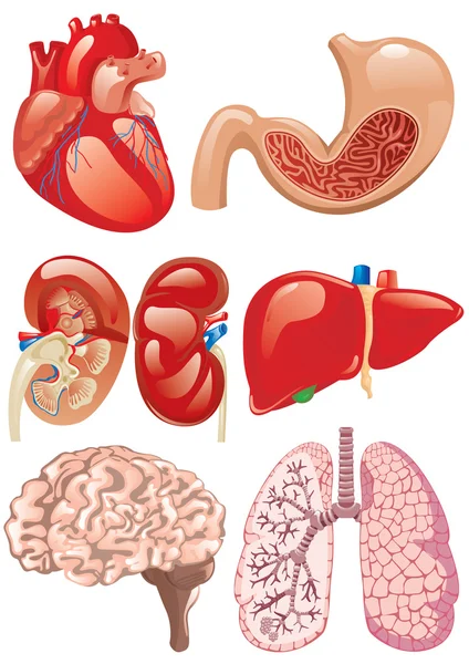 Internal organs set — Stock Vector