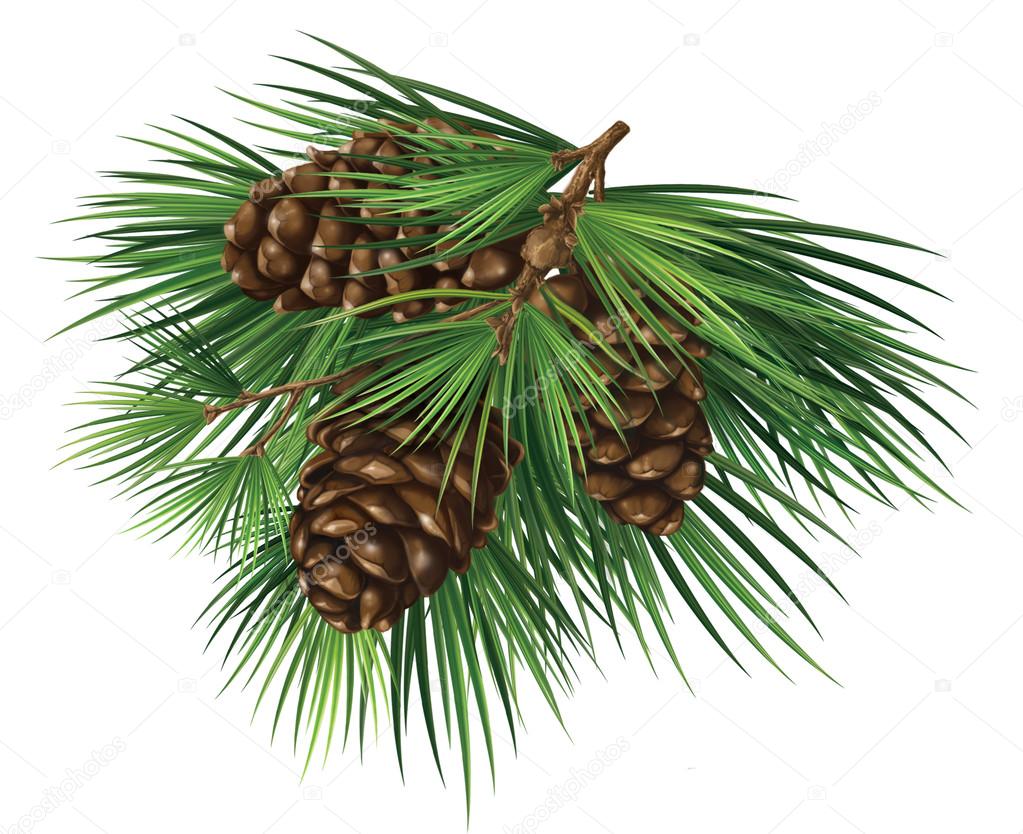 Cedar branch with cones
