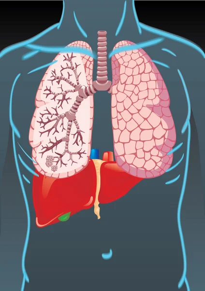 Cuerpo humano con órganos internos — Archivo Imágenes Vectoriales