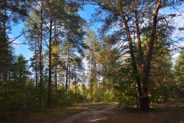 Sabah güneşi ormanı aydınlatıyor ve sonbaharda bulutlarla mavi gökyüzünü.