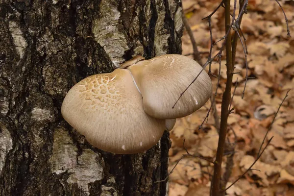 A tree mushroom grows on a birch trunk in autumn