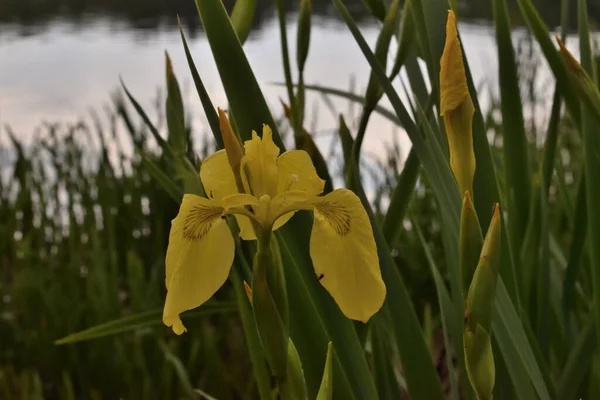 Gul Vild Iris Mot Suddiga Gröna Blad Svans Molnig Dag — Stockfoto