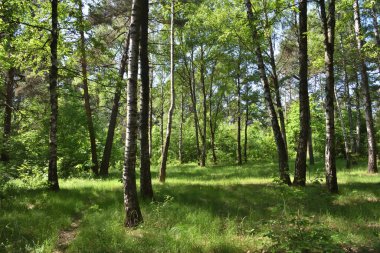 Orman parkı parlak yaz güneşiyle aydınlanıyor. Ağaçlar, çalılar ve açık mavi gökyüzü. Temiz ve temiz orman havası.