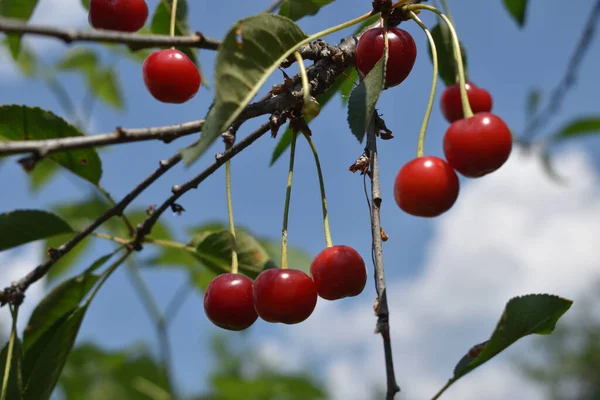 Ramo Ciliegio Con Frutti Foglie Cielo Blu Con Nuvole — Foto Stock