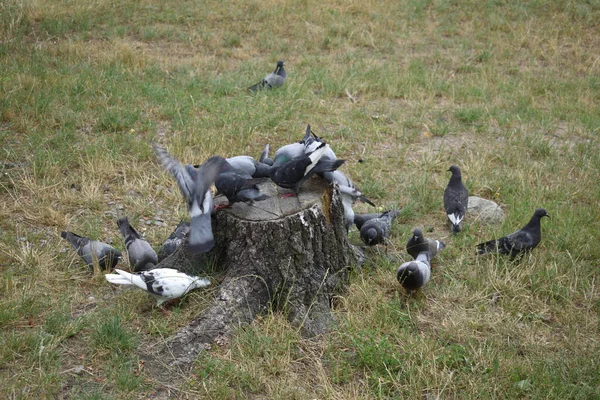 Flock Pigeons Eat Millet Other Food Stump Meadow — Fotografia de Stock