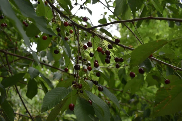 Wild Cherry Branch Leaves Berries Forest — Foto Stock