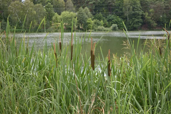 Cattail Blooms River July — Photo