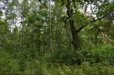 Dense forest, trees and bushes