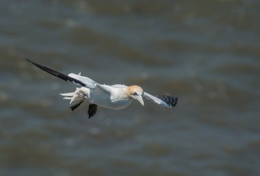 Kuzey Denizi üzerinde Kuzey gannet kayar