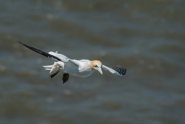 Kuzey Denizi üzerinde Kuzey gannet kayar