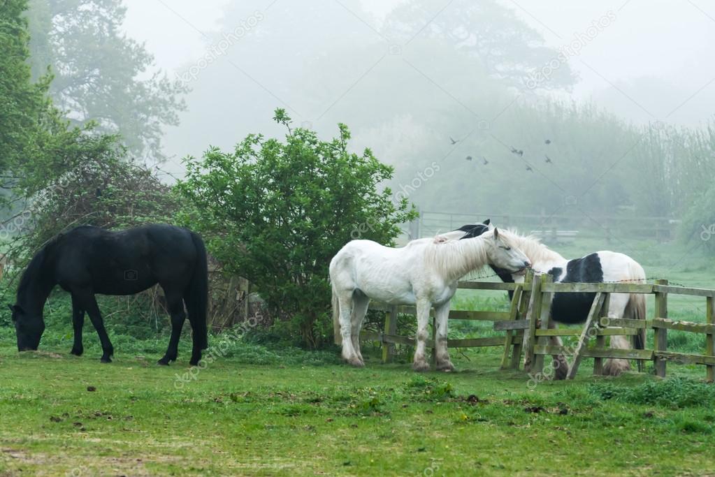 Three horses in a paddock