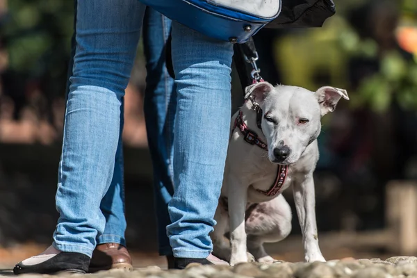 Melez köpek ile sahibi