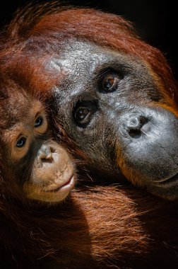 Anne ile bebek orangutan