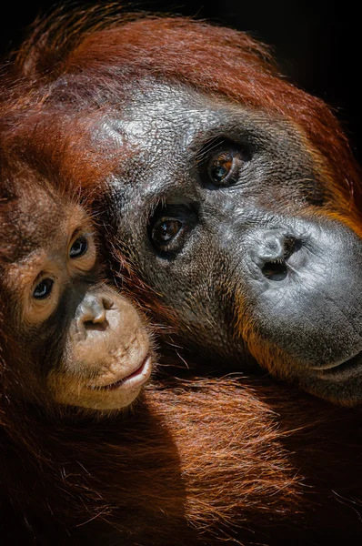Orangután infantil con madre —  Fotos de Stock