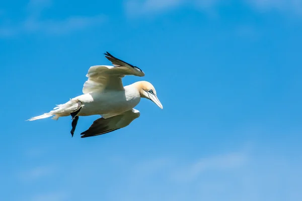 Gannet settentrionale in volo — Foto Stock